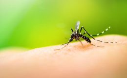 Dengue: los casos crecieron 66%, hay 25 municipios en brote y ya circula en el interior