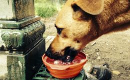 Ante los días de calor, proponen agregar tarros con agua para perros callejeros